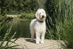 Cream labradoodle standing on wooden platform