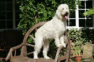Cream labradoodle on wooden chair