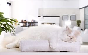 Cream and White Harlequin Persian Cat