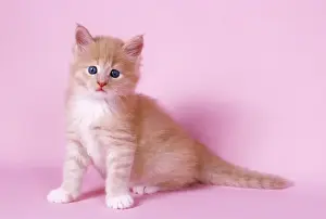 Maine Coon Prints: Cream & White Maine Coon Cat - kitten