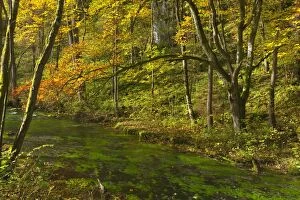 Images Dated 13th October 2013: Creek in deciduous forest Autumn