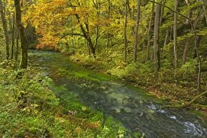 Creek in deciduous forest Autumn