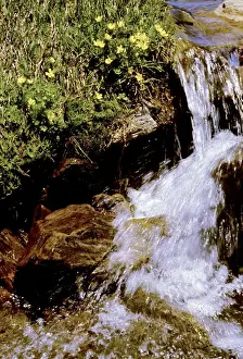 Creek and flowers - Creek flowing strongly with snow melt - Kosciuszko National Park, New South Wales, Australia JPF09556