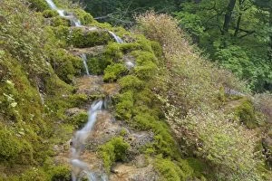 Images Dated 4th July 2012: Creek - little creek in forest runs over moss-covered