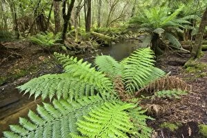 Images Dated 7th December 2008: a creek meanders through lush, cool temperate rainforest, which is dominated by ferns
