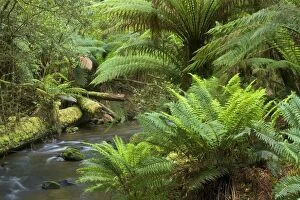 Images Dated 7th December 2008: A creek meanders through lush, cool temperate rainforest, which is dominated by ferns