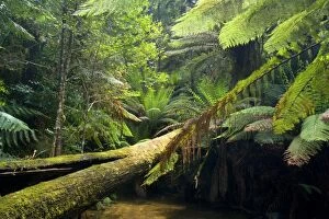 Images Dated 7th December 2008: A creek meanders through lush, cool temperate rainforest, which is dominated by ferns