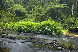 Creek in rainforest - beautiful river in lush tropical rainforest with tree fern - Woroonooran National Park, Wet Tropics World Heritage Area, Queensland, Australia