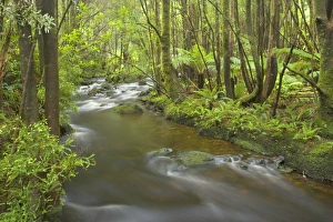 Images Dated 7th December 2008: creek in temperate rainforest - magnificent Nelson Falls creek meanders through lush