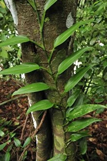 creeper / climbing plant