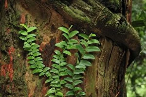 creeper / climbing plant on Dipterocarp tree