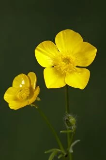 Buttercup Gallery: Creeping Buttercup
