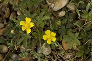 Images Dated 2nd July 2006: Creeping cinquefoil