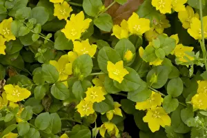 Creeping jenny (Lysimachia nummularia); widespread old woodland plant in UK