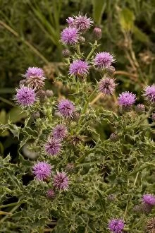 Images Dated 5th August 2006: Creeping thistle
