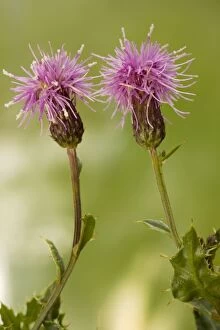 Creeping thistle - in flower