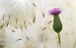 Creeping Thistle - flower & seeds