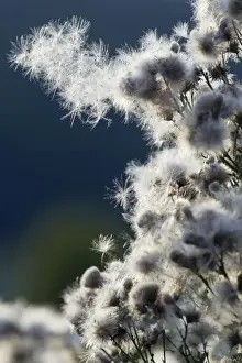 Creeping Thistle - ripened sead heads - ready to disperse - Lower Saxony - Germany