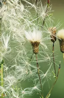 Creeping Thistle ROG 10981 Mass of Thistledown Cirsium arvense © Bob Gibbons / ARDEA LONDON