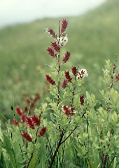 Images Dated 23rd June 2006: Creeping Willow