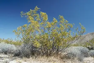 Bush Prints: Creosote Bush Sout Western Deserts, USA