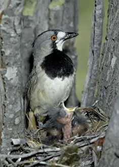 Crested Bellbird