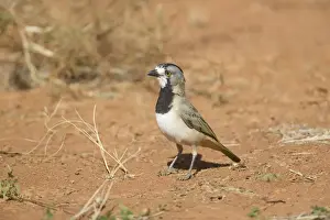 Crested Bellbird - male near Ti Tree - Northern Territory - Australia