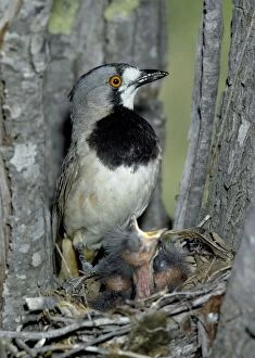 Crested Bellbird - at Nest