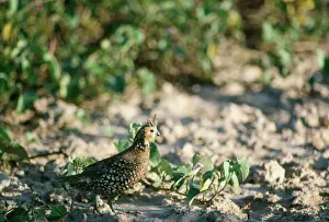 Venezuela Prints: Crested Bobwhite-quail - male Venezuela