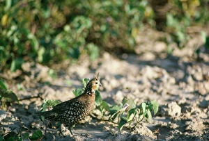 Crested Bobwhite - a type of quail - male