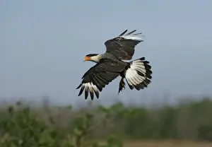 Crested Caracara central Florida