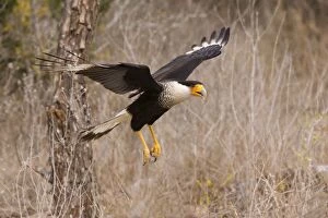 Crested Caracara - in flight