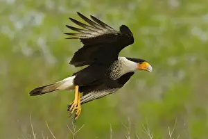 Crested Caracara - in flight South Texas in March