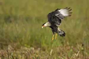 Caracara Prints: Crested Caracara - hovering over marsh Viera Wetlands, florida, USA BI001241