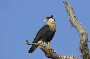 Caracara Prints: Crested Caracara Lake Kissimees, florida, USA BI001253