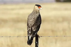 Caracara Prints: Crested Caracara. Magallanes Peninsula - Patagonia - Argentina