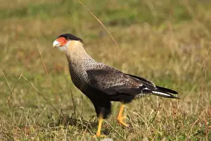 Crested Caracara. Magallanes Peninsula - Patagonia - Argentina