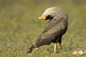 Images Dated 23rd August 2012: Crested Caracara, Polyborus plancus, in