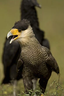 Images Dated 23rd August 2012: Crested Caracara, Polyborus plancus, as