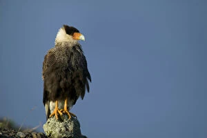 Wing Gallery: Crested Caracara, Polyborus plancus. Perched