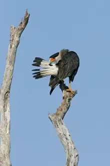 Crested Caracara - preening central Florida