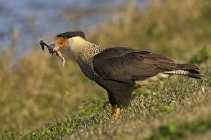Crested Caracara - with remains of American Coot