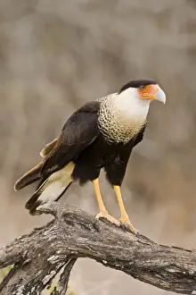 Crested Caracara South Texas in March