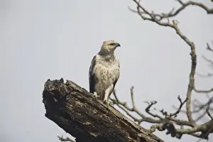 Crested / Changeable Hawk-Eagle - on a dead tree by the Kosi River, Corbett National Park, India