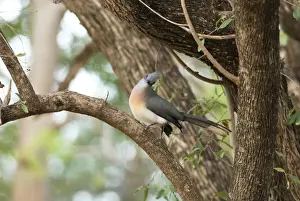 Crested Coua - endemic. On branch Berenty, Madagascar