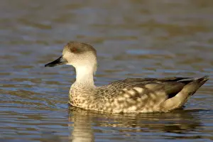 Crested Duck Andes and Patagonia. Photographed in Santa Cruz Province, Patagonia, Argentina
