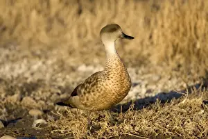 Crested duck Andes and Patagonia. Photographed in Santa Cruz Province, Patagonia, Argentina