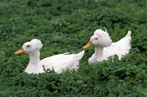 Images Dated 13th December 2006: Crested Duck - domestic