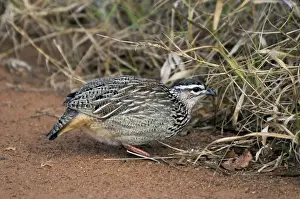 Insectivore Prints: Crested Francolin - foraging - Eastern and southern Africa