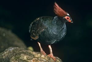 Images Dated 23rd July 2007: Crested Green Wood Partridge - male